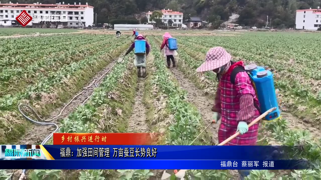 百家乐平台：加强田间管理 万亩蚕豆长势良好